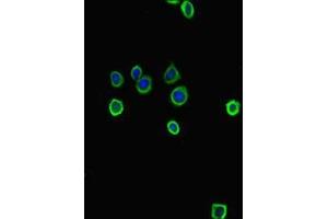 Immunofluorescent analysis of HepG2 cells using ABIN7177971 at dilution of 1:100 and Alexa Fluor 488-congugated AffiniPure Goat Anti-Rabbit IgG(H+L) (Tryptophan Hydroxylase 1 抗体  (AA 1-447))