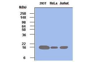 Cell lysates of 293T, HeLa and Jurkat (each 50 ug) were resolved by SDS-PAGE, transferred to PVDF membrane and probed with anti-human Pin1 (1:500). (PIN1 抗体  (AA 1-163))