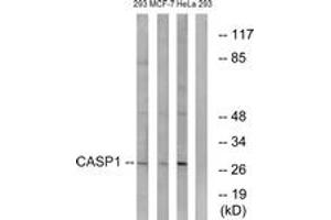 Western blot analysis of extracts from 293/MCF-7/HeLa cells, using Caspase 1 (Ab-376) Antibody. (Caspase 1 抗体  (AA 342-391))