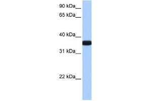 OCEL1 antibody used at 0. (OCEL1 抗体  (C-Term))