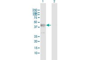 Western Blot analysis of DFFA expression in transfected 293T cell line by DFFA MaxPab polyclonal antibody.