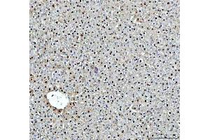 anti-Deoxycytidine Kinase (DCK) (AA 17-260) antibody