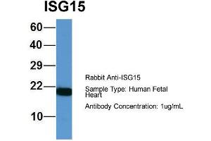 Host: Rabbit  Target Name: ISG15  Sample Tissue: Human Fetal Heart  Antibody Dilution: 1.