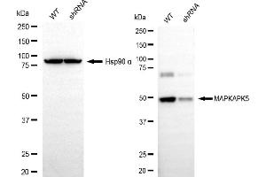 Western blotting analysis using MAPKAPK5 antibody (ABIN7799477). (MAPKAP Kinase 5 抗体)