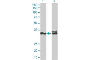 Western Blotting (WB) image for anti-Distal-Less Homeobox 5 (DLX5) (AA 191-279) antibody (ABIN515023)
