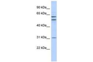 Image no. 1 for anti-Zinc Finger Protein 775 (ZNF775) (N-Term) antibody (ABIN6742931) (ZNF775 抗体  (N-Term))