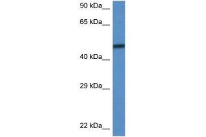 WB Suggested Anti-Smarcd3 Antibody Titration: 1. (SMARCD3 抗体  (C-Term))