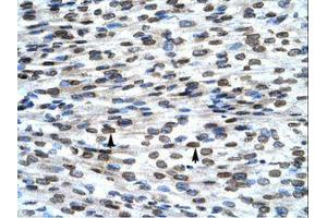 Image no. 3 for anti-BCL2-Associated X Protein (BAX) (N-Term) antibody (ABIN202051)