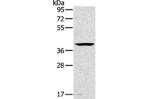 Western blot analysis of Lovo cell, using CAB39 Polyclonal Antibody at dilution of 1:200 (CAB39 抗体)