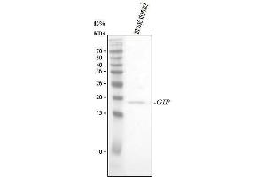 Western blot analysis of GIP using anti-GIP antibody (ABIN4886603).