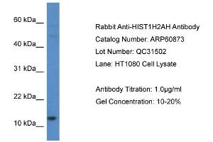 Western Blotting (WB) image for anti-Histone H2A Type 1-H (HIST1H2AH) (C-Term) antibody (ABIN2788615) (HIST1H2AH 抗体  (C-Term))