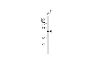 JUN Antibody  g western blot analysis in A431 cell line lysates (35 μg/lane). (C-JUN 抗体  (AA 221-250))