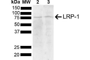 Western blot analysis of Mouse, Rat Brain showing detection of 504. (LRP1 抗体  (AA 160-260) (Atto 390))