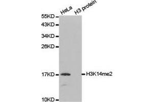 Western blot analysis of extracts of HeLa and H3 protein, using H3K14me2 antibody. (Histone 3 抗体  (H3K14me2))