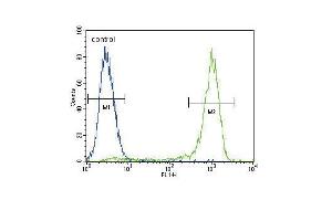 AKT1 Antibody (C-term ) (ABIN655915 and ABIN2845314) flow cytometric analysis of MCF-7 cells (right histogram) compared to a negative control cell (left histogram). (AKT1 抗体  (C-Term))
