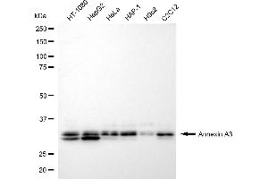 Western blotting analysis using annexin A3 antibody (ABIN7797619).