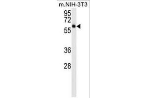 AKT3 (ABIN659026 and ABIN2838048) western blot analysis in mouse NIH-3T3 cell line lysates (15 μg/lane). (AKT3 抗体)