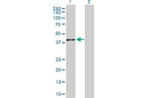 Western Blot analysis of BMP2 expression in transfected 293T cell line by BMP2 MaxPab polyclonal antibody. (BMP2 抗体  (AA 1-396))