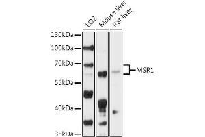 Western blot analysis of extracts of various cell lines, using MSR1 antibody (ABIN6127577, ABIN6144083, ABIN6144084 and ABIN6218466) at 1:1000 dilution. (Macrophage Scavenger Receptor 1 抗体  (AA 192-451))