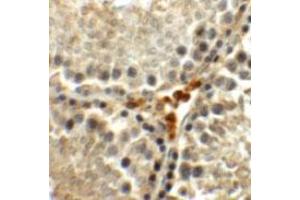 Immunohistochemical staining of rat testis cells with MEIG1 polyclonal antibody  at 5 ug/mL. (MEIG1 抗体  (C-Term))