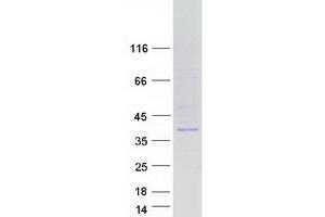 Western Blotting (WB) image for Peptidylprolyl Isomerase E (Cyclophilin E) (PPIE) (Transcript Variant 4) protein (Myc-DYKDDDDK Tag) (ABIN2712738)