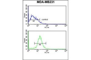 Flow cytometry analysis of MDA-MB231 cells uding DIRAS1 Antibody  (bottom histogram) compared to a negative control cell (top histogram).