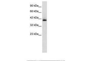 Image no. 1 for anti-Hexamethylene Bis-Acetamide Inducible 1 (HEXIM1) (C-Term) antibody (ABIN202339) (HEXIM1 抗体  (C-Term))
