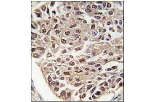 Image no. 1 for anti-serine/arginine-Rich Splicing Factor 2 (SRSF2) (N-Term) antibody (ABIN357967) (SRSF2 抗体  (N-Term))