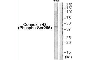 Western blot analysis of extracts from HuvEc cells, using Connexin 43 (Phospho-Ser265) Antibody. (Connexin 43/GJA1 抗体  (pSer265))