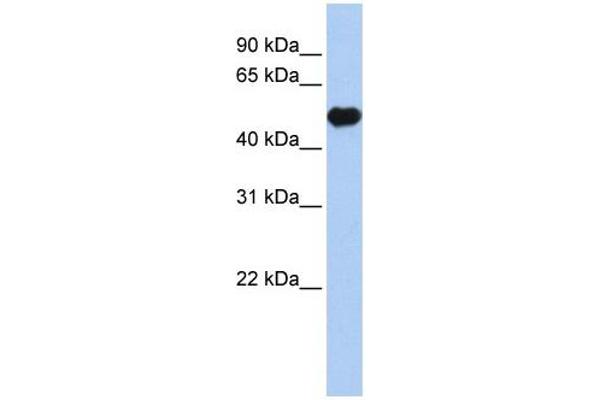 Kir2.2 抗体  (Middle Region)