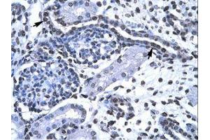 Image no. 1 for anti-Forkhead Box G1 (FOXG1) (AA 139-169) antibody (ABIN202606) (FOXG1 抗体  (AA 139-169))