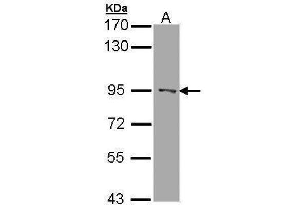 RASAL1 antibody  (C-Term)