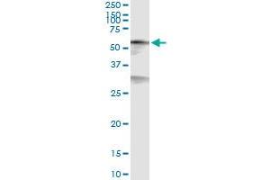 Immunoprecipitation of CREB5 transfected lysate using anti-CREB5 MaxPab rabbit polyclonal antibody and Protein A Magnetic Bead , and immunoblotted with CREB5 purified MaxPab mouse polyclonal antibody (B01P) . (CREB5 抗体  (AA 1-508))