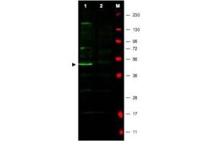 Western blot using FBXO5 polyclonal antibody  shows detection of a major band corresponding to FBXO5 protein in a human HeLa whole cell lysate (Lane 1 arrowhead). (FBXO5 抗体  (N-Term))