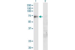 Western Blot analysis of SLC20A1 expression in transfected 293T cell line by SLC20A1 MaxPab polyclonal antibody. (SLC20A1 抗体  (AA 1-679))