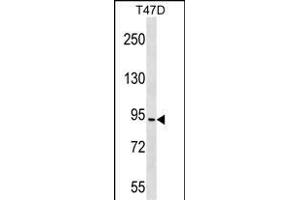 CHUK Antibody (C-term) (ABIN1881204 and ABIN2838704) western blot analysis in T47D cell line lysates (35 μg/lane).