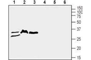 Western blot analysis of mouse lung (lanes 1 and 4), rat brain (lanes 2 and 5) and mouse brain (lanes 3 and 6) lysates: - 1-3.