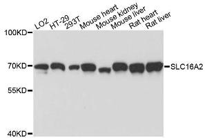 Western blot analysis of extracts of various cell lines, using SLC16A2 antibody. (SLC16A2/MCT8 抗体  (AA 1-100))