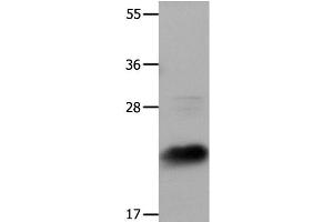 Western Blot analysis of Hela cells using IL18 Polyclonal Antibody at dilution of 1:1350 (IL-18 抗体)