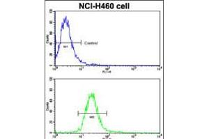 Flow cytometric analysis of NCI-H460 cells using EphB2 Antibody (bottom histogram) compared to a negative control cell (top histogram). (EPH Receptor B2 抗体)