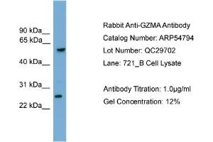 Western Blotting (WB) image for anti-Granzyme A (Granzyme 1, Cytotoxic T-Lymphocyte-Associated serine Esterase 3) (GZMA) (C-Term) antibody (ABIN2785887)