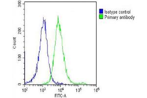 Overlay histogram showing Hela cells stained with Antibody (green line). (PRAME 抗体  (C-Term))