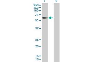 Western Blot analysis of HRG expression in transfected 293T cell line by HRG MaxPab polyclonal antibody. (HRG 抗体  (AA 1-525))