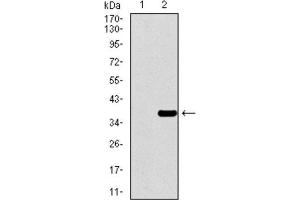 Western Blotting (WB) image for anti-Paired Box 3 (PAX3) (AA 142-203) antibody (ABIN1846350) (Paired Box 3 抗体  (AA 142-203))