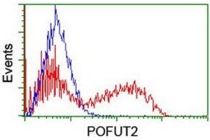 Image no. 1 for anti-Protein O-Fucosyltransferase 2 (POFUT2) antibody (ABIN1500326) (POFUT2 抗体)