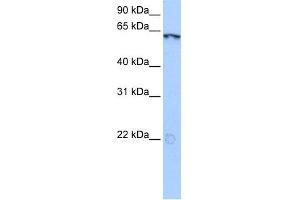 WB Suggested Anti-LIN9 Antibody Titration:  0. (LIN9 抗体  (N-Term))