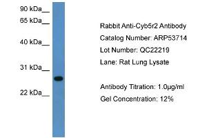 WB Suggested Anti-Cyb5r2  Antibody Titration: 0.