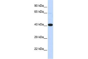 WB Suggested Anti-HSF2BP Antibody Titration:  0. (HSF2BP 抗体  (N-Term))