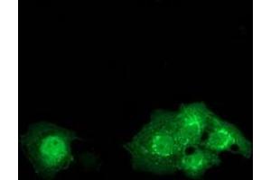 Anti-DTNA mouse monoclonal antibody (ABIN2454067) immunofluorescent staining of COS7 cells transiently transfected by pCMV6-ENTRY DTNA (RC223952). (DTNA 抗体)