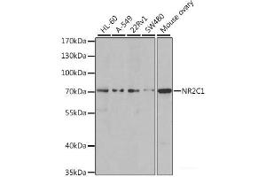 Western blot analysis of extracts of various cell lines using NR2C1 Polyclonal Antibody at dilution of 1:1000. (NR2C1 抗体)